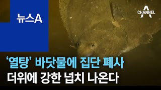 ‘열탕’ 바닷물에 집단 폐사…더위에 강한 넙치 나온다 | 뉴스A