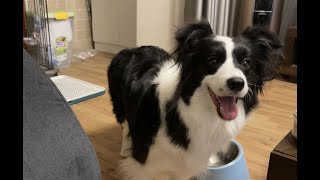 居家被边牧逼疯的日常来玩吗？来玩呀！—border collie Mia