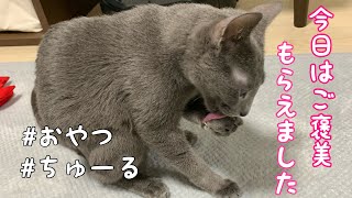 猫界の最強アイテムCIAOちゅーる