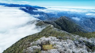 李棟山 霧淞 雲海 雲瀑