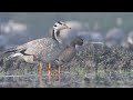 lesser white fronted goose a rare winter visitor in gurugram