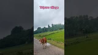 village Tripura/sonamura #Dhanpur #urmai #Melaghar #Tripura