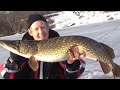 swedish monster pike 32lbs engsub team baitbox