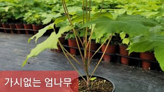 ♡ 가시없는 엄나무 2년생 포트묘목 ♡ 민엄나무 2년생 포트묘목 ♡