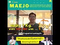 maejo showcase หนอนแมลงวันทหารดำ