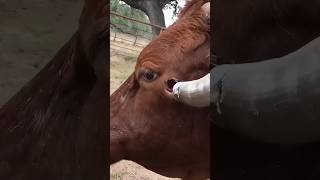 Why Domestic Animals Need Horns Trimming But Wild Dont? 🤔