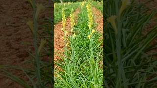 Zero plants నుంచి start చేసిన నా new plants propagating garden #tuberose yellow first పెట్టాను