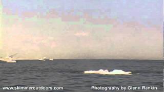 Tobay Whales 6-6-2011