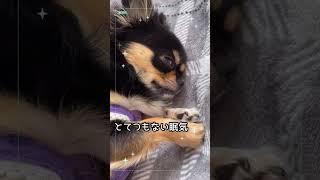 この時は眠くてたまらんチワワ女子#shorts #ショート #dog #犬 #chihuahua #チワワ