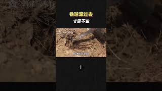 阿富汗人如何快速排雷？（上）