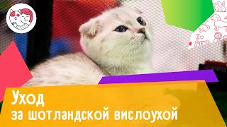 6 особенностей ухода за шотландской вислоухой кошкой