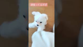 【パピー犬動画】無理でもチャレンジ759グラム　#マルチーズ　#子犬　#ポポ　#仔犬　#幼犬　#子犬のいる暮らし 　#子犬の成長記録　#パピー犬　#こいぬ　#ベビー　#dog 　#maltese