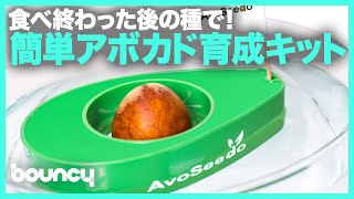 アボカドの種は捨てないで！簡単アボカド育成キット『AvoSeedo』