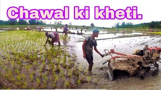 Chawalki kheti.. How does rice Farming