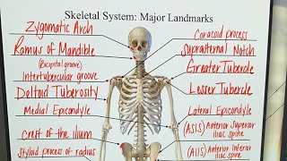 LIVE: Bony Landmarks of the Skeletal System