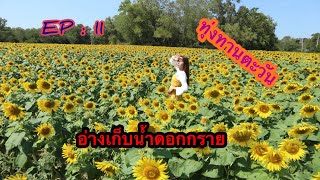 ทุ่งทานตะวัน อ่างเก็บน้ำดอกกราย ปลวกแดง @ระยอง