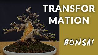 YAMADORI Ficus Cárica - Higuera bonsai TIMELAPSE