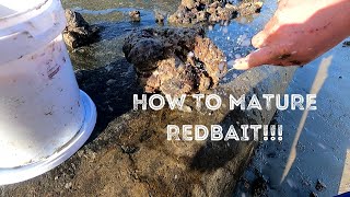 HOW TO mature REDBAIT!!!!!!