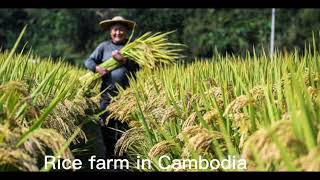 How to cook jasmine rice 🍚 / Cambodia 🇰🇭 Rice 🍙 របៀបដាំបាយ អង្គរផ្កាខ្ញី / HPH Cooking