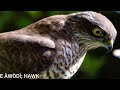 EYE ÀWÒDÌ; HAWK