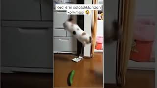 kediler salatalıktan neden korkar ??🐈