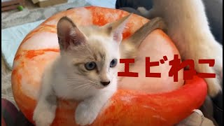 【里親募集中】大きな海老に襲われた？子猫