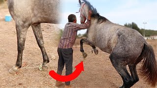 Horses tied by their legs break my heart | Algarve Horse Alarm #7