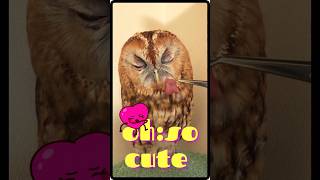 Little cute owl you fall in love #owl #pets #pet
