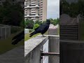 カラスのホワイト、ツーショットのためにとった行動がさすが！ ハシボソカラス ホワイトという名のカラス 胸元に白い羽根 shorts 野生カラスの親友