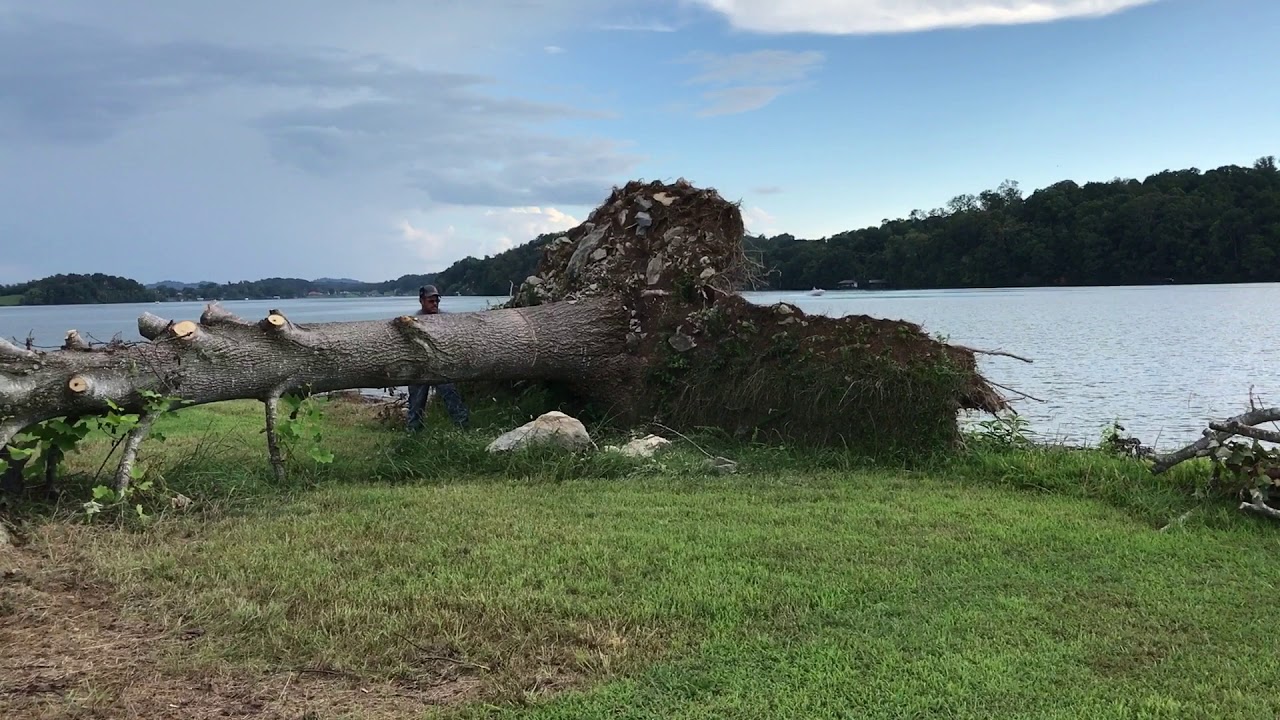Uprooted Tree Trunk Stands Back Up When Cut рџњі Youtube