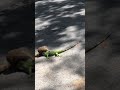 iguana vs mongoose