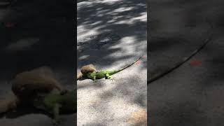 Iguana vs Mongoose