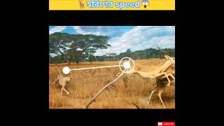 🐆চিতার থেকে হরিণের speed||🦌 5️⃣❎ #shorts #cheetah #deer #interestingfacts