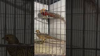 Golden Pheasant😍/Mini Zoo Daily Update#nature #lover ♥️