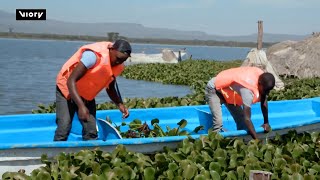 Kenyan startup turns 'invasive' water hyacinth into biodegradable plastics