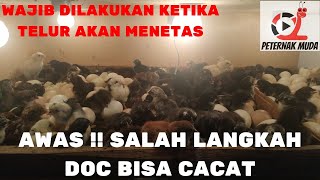 PENTING !! INI YG HARUS DILAKUKAN SAAT TELUR AKAN MENETAS