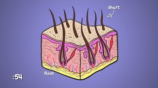Why Does Hair Go Gray? | WebMD