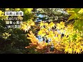 福壽山農場。楓況報報。鴛鴦湖 松廬楓況。2020 11 01