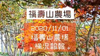 福壽山農場。楓況報報。鴛鴦湖+松廬楓況。2020/11/01