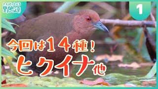 さんぽで会える野鳥達Part.1【今回は14種】