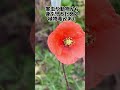 植物毒のある花　素手で触らないで！　話題の花　ナガミヒナゲシ 野に咲く花