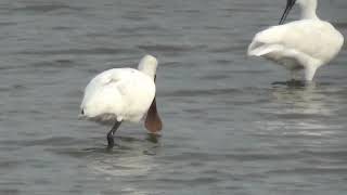 白面琵鷺White-faced spoonbill