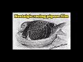 Racing pigeon film a nostalgic look at all aspects of pigeon racing in the northeast of England