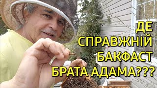 Де справжній бакфаст брата Адама??? #бджільництвов6тирамвуликах