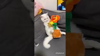 #funny #cats #trending #cat #shorts #short। Funny cats and Dogs videos compilation