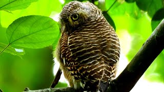 Absolutely beautiful bird| owl found in Cambodia