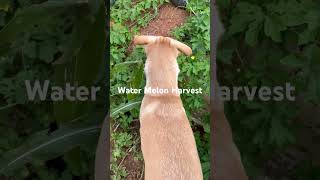 పుచ్చకాయలు కోద్దామా / Water Melon Harvest #gardening  #farming  #harvesting @MADGARDENER