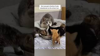 We rescued a family of cats abandoned on the street, but... #animalrescue #rescuecat #animalshorts