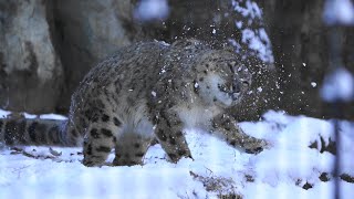 【雪の日のユキヒョウ】フクちゃん、雪の上で大ハッスル。2022.1.7 多摩動物公園　snowleopard Fuku plays in snow!