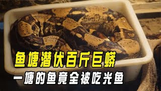 黑龙江鱼塘潜伏百斤巨蟒，一塘的鱼全被吃光鱼，巨蟒是哪里来的？